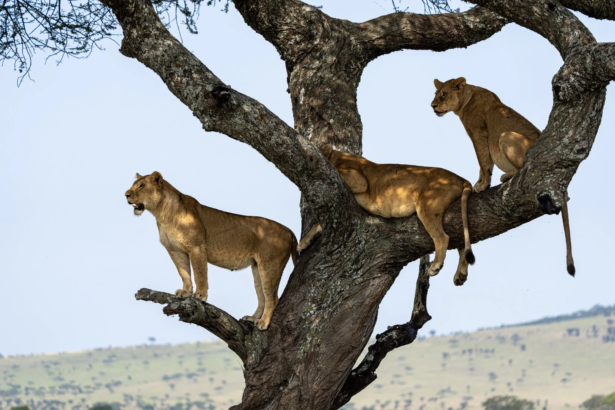 Serengeti National Park